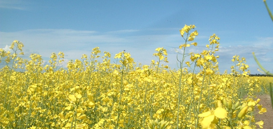 Cultures de canola