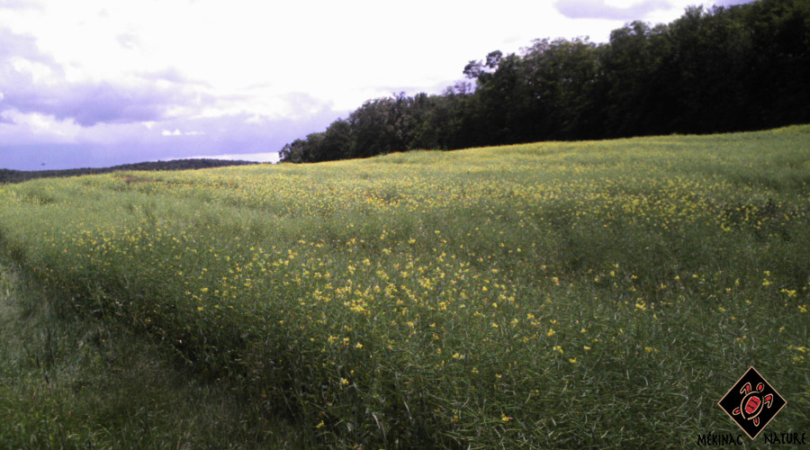 Champ de canola